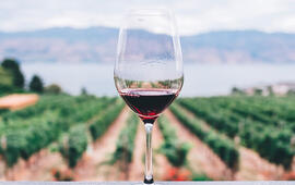 Vyrazte v září na vinobraní, Víno, Vinobraní, magazín KULT* Brno